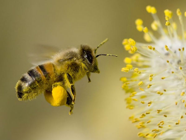 Bee sting causes crash