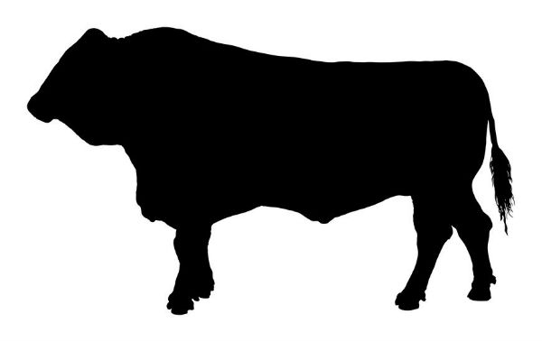 Article image for Cattle farmer shocked by steer’s size
