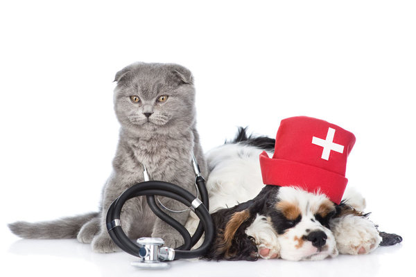 Has your pet ever had a blood transfusion?