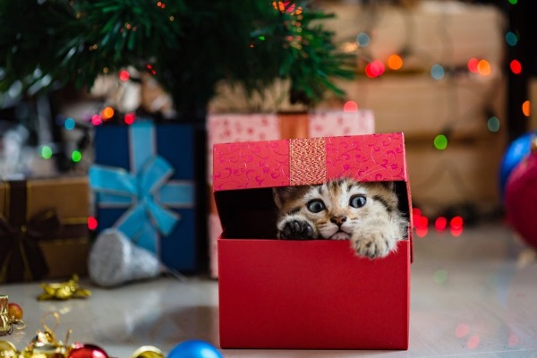 A very Cat Haven Christmas