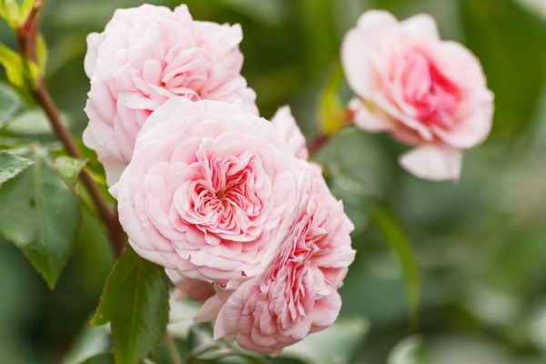 Legendary rose-grower David Austin has died at 92