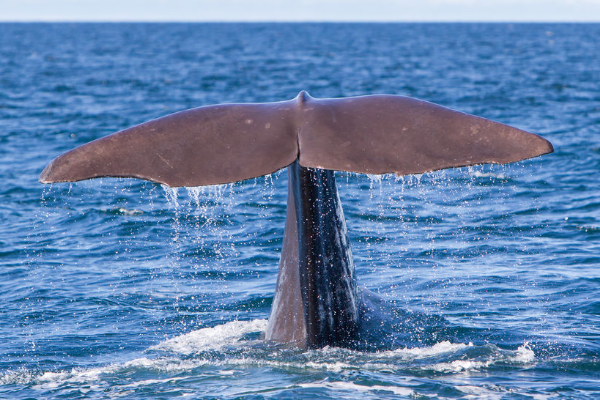 Article image for What are the rules and regulations surrounding whale watching?