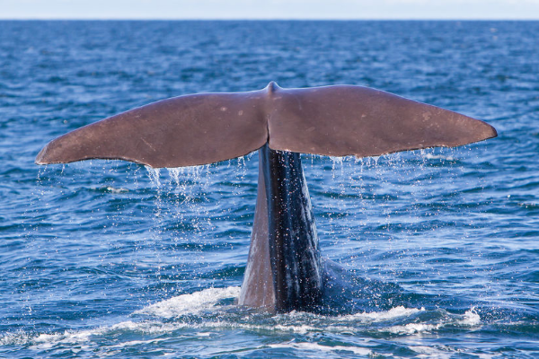 Article image for How An Orca Feeding Frenzy Has Provided An Amazing Scientific Insight