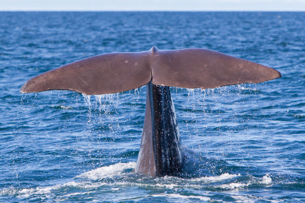 Japan To Commence Commercial Whaling