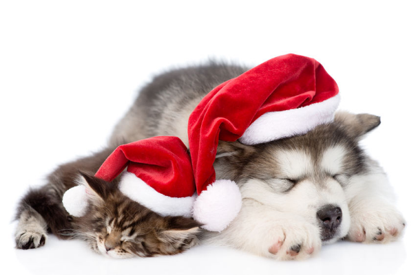 Keep Your Pets Happy This Christmas