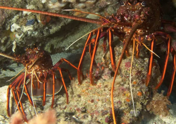 Fishermen Matt Rutter and Terry Lissiman on the future of the rock lobster industry