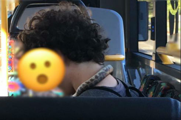 Snake on a bus