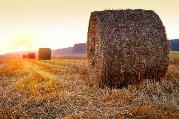 WA Hay to the Rescue