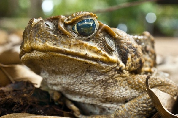 Will Pauline Hanson’s pickup policy really help with the Cane Toads?