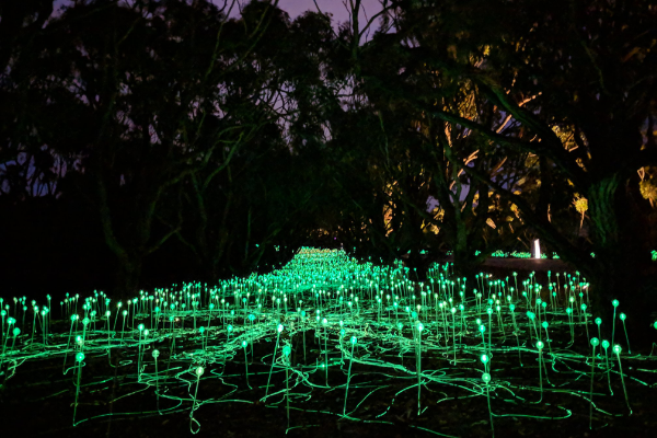 The Field of Light in Albany – A Moving Display