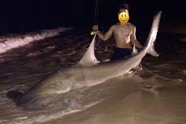Article image for Teen lures sharks to popular shores