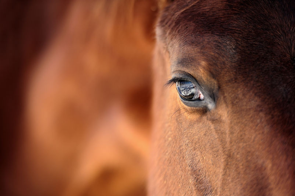Horses shot in shocking attack on remote Goldfields cattle station