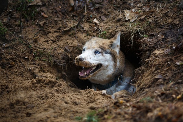 How to keep your dog out of your garden - 6PR