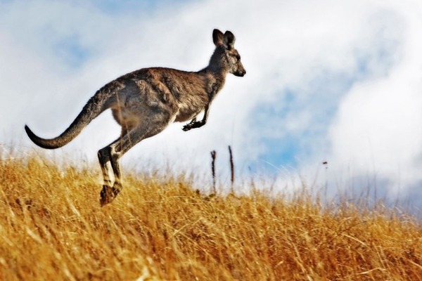 Who will pay for Baldivis roo relocation?