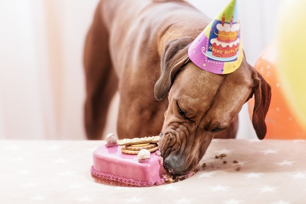 Would you throw your dog a birthday party?