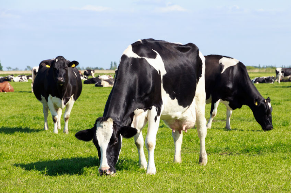 Activists plan to raid farms across the country