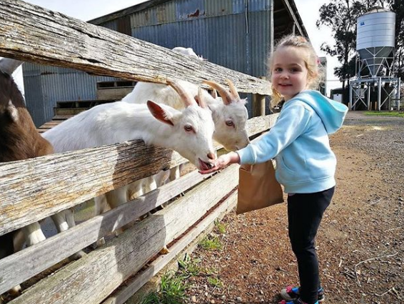 Goat being held as evidence in vegan theft case stolen from Gippy Goat Cafe