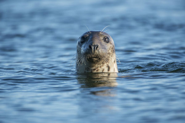 USB found in seal poop