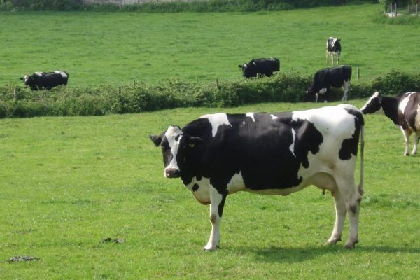Article image for Cows are the secret to the latest health trend