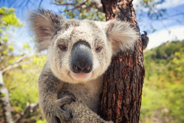 Koala populations declining alarmingly according to WWF