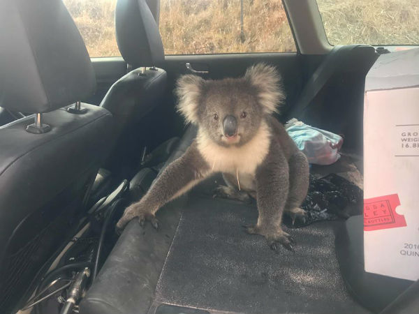 Article image for Koala climbs in car to chill out