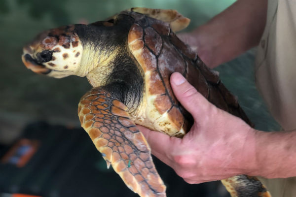Turtles To Be Released