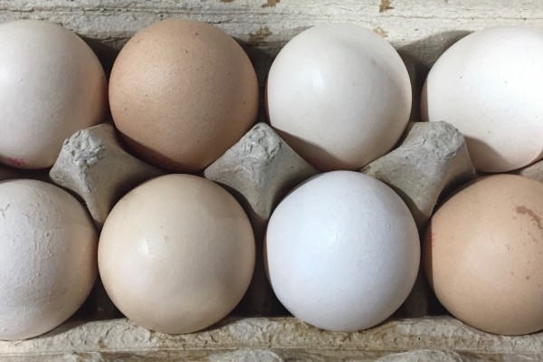 Are supermarket free range eggs all they’re cracked up to be?