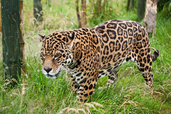 Keen photographer gets in jaguar enclosure