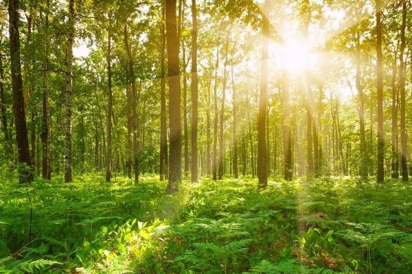 Would you prefer to visit your lost loved ones in a forest, not a cemetary?