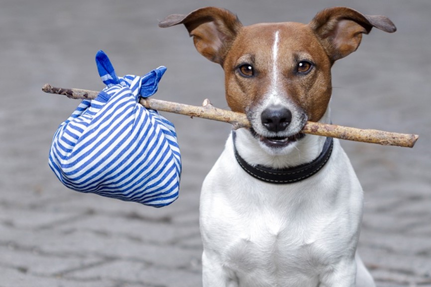 Funds needed for Perth pet rideshare