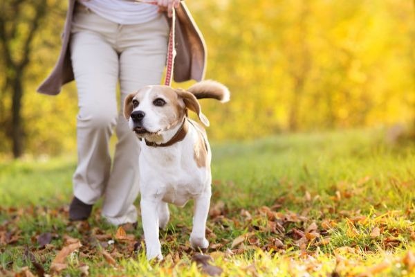 Are the state government’s proposed dog training guidelines barking mad?