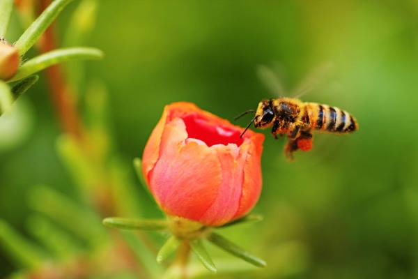 What’s the buzz on World Bee Day?
