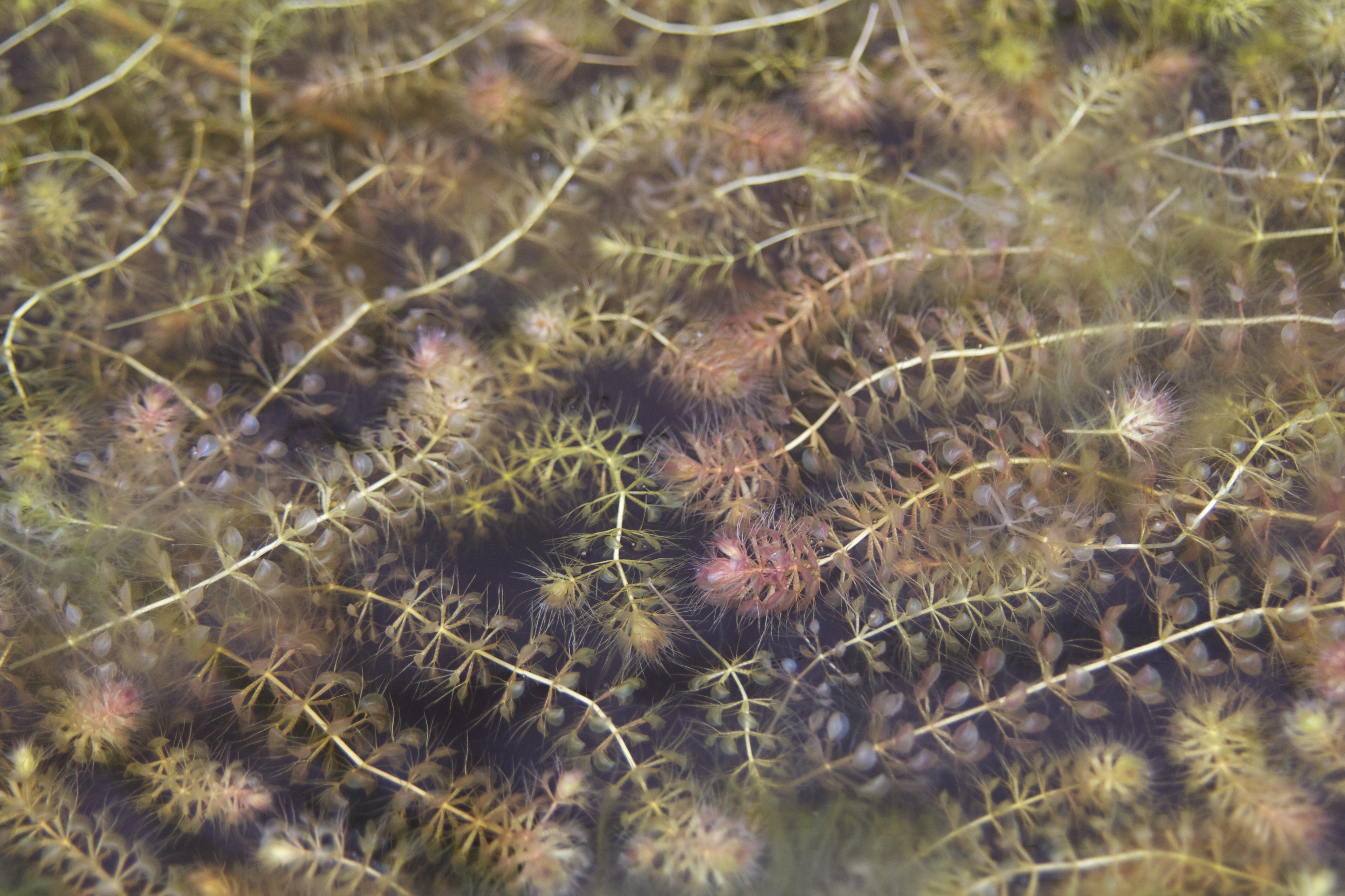 ‘Complete disbelief’: Curtin researcher Dr Adam Cross discovers thousands of extremely rare carnivorous plants