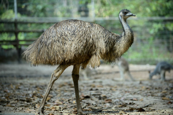 There is a emu on the loose in Scotland