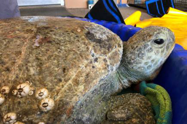 Sea Turtle Rescued from Port