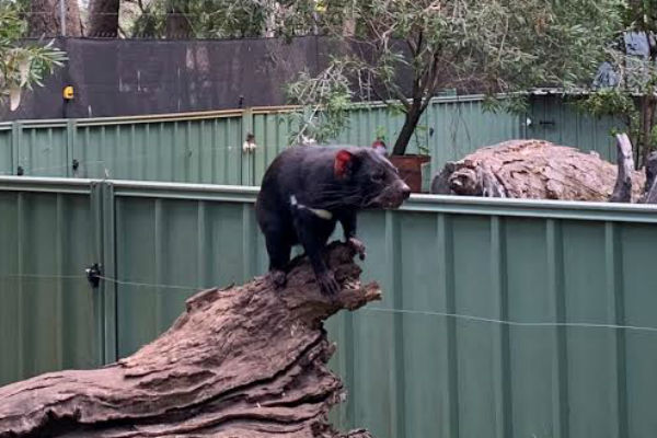 A Bit Of Tassie In Pinjara