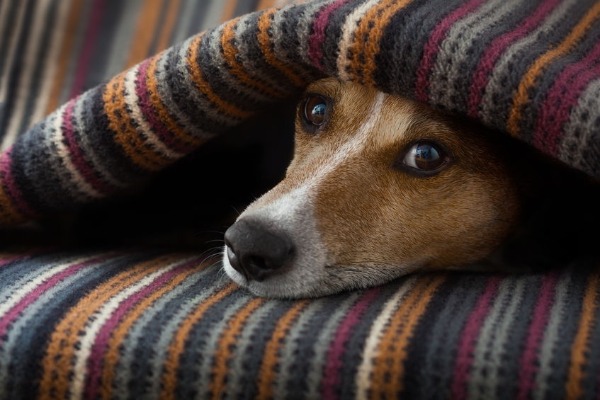 Can your dog help you beat the winter blues?