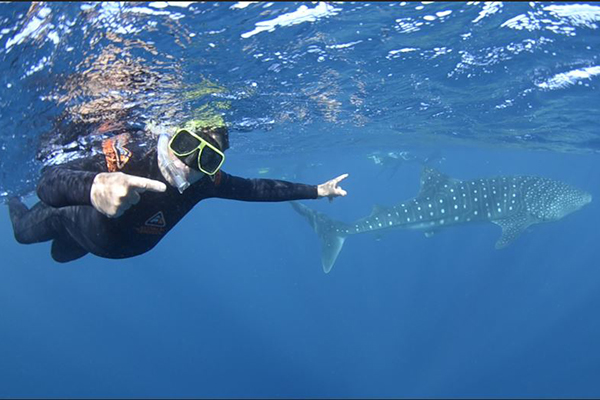 Steve Price swims with the world’s largest fish