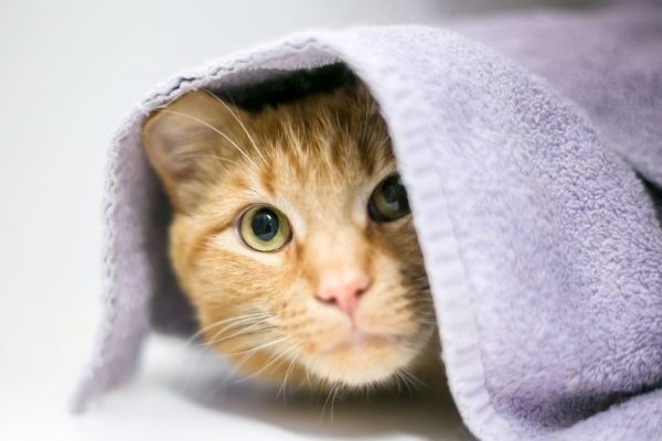 We’ve all heard of Dry July, but how about SHY July?