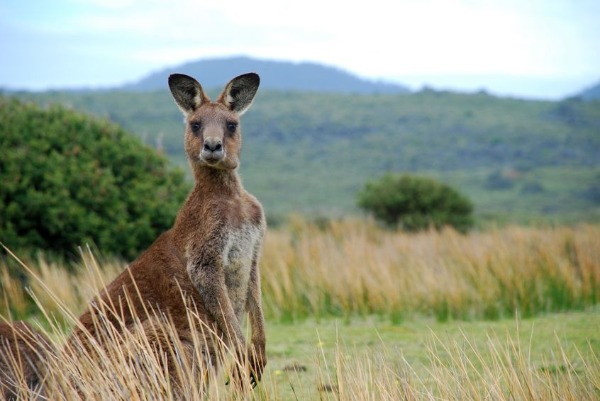 At least 40% of relocated kangaroos dead