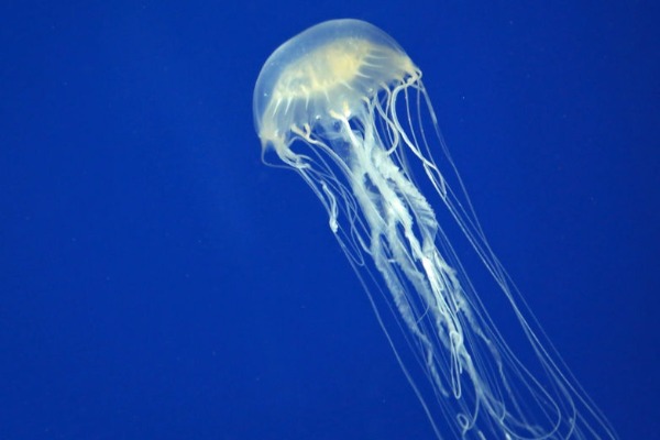 Aussie first Box Jellyfish antidote in trial phase
