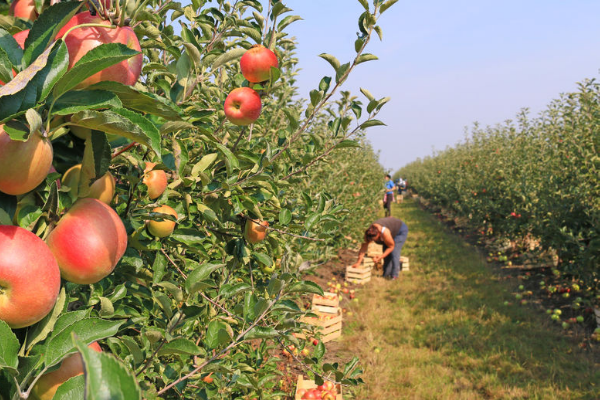 Article image for Madness – application rejected for West Aussie to return home to pick fruit