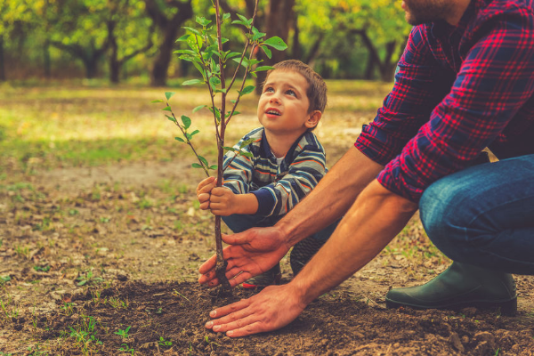 Planting a verge tree makes a huge difference – Sue McDougall