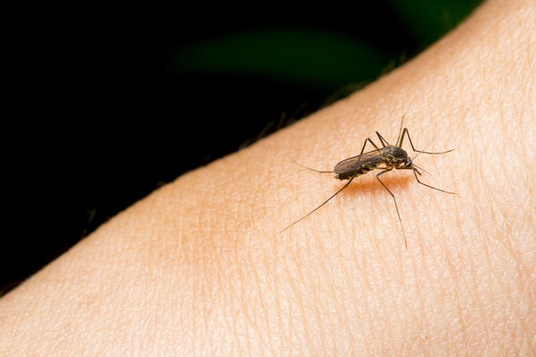 Designer mosquitoes could eradicate killer diseases