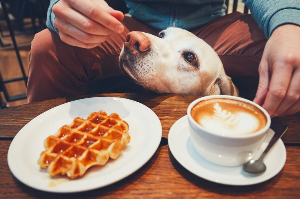 Dog act – pooches banned from northern suburbs cafe