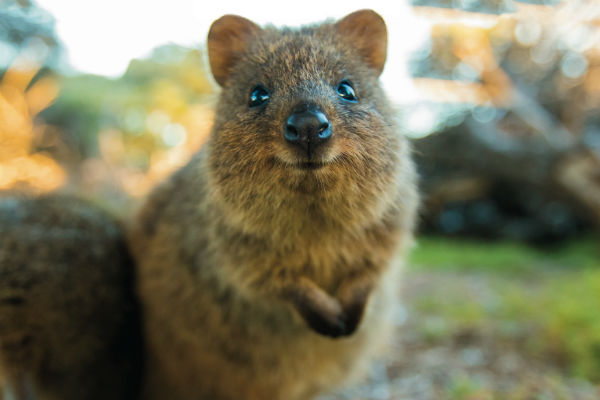 Rottnest Island: Kingdom of the Quokka