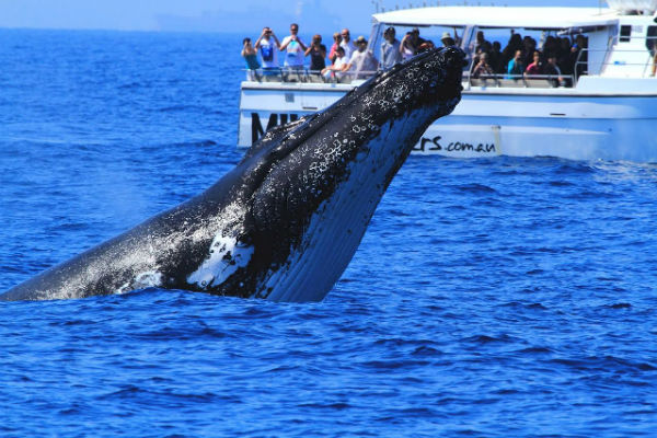 Humpbacks Make Their Way South