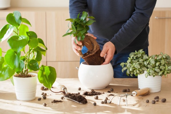 Could taking care of your plants help your mental health?