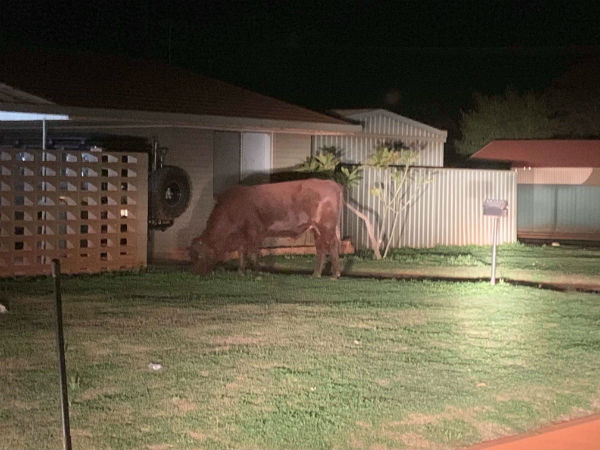 Bull on the moo-ve in Newman