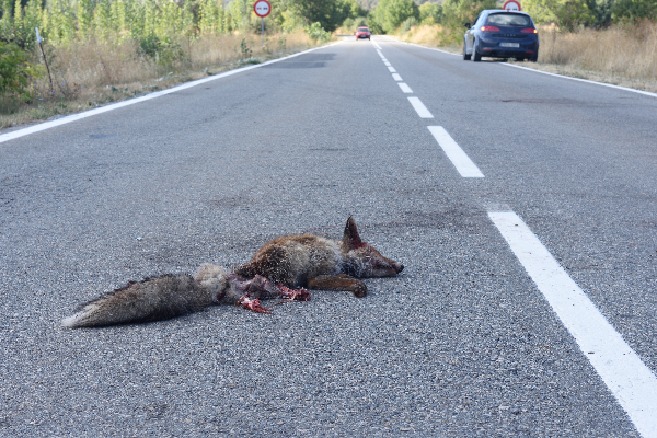 Road Kill Research